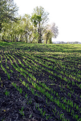 Sprouts of winter wheat sprout in the field in perspective. The background is blurred