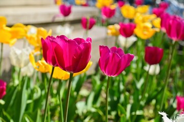 Close-Up of Colorful Tulips at Garden in Europe