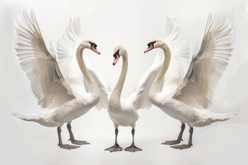 Three swans, wings arched, harmonious