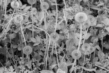 monochrome dandelion clocks