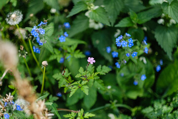 dead nettle, alkanet, herb robert