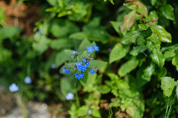 alkanet and honey bee