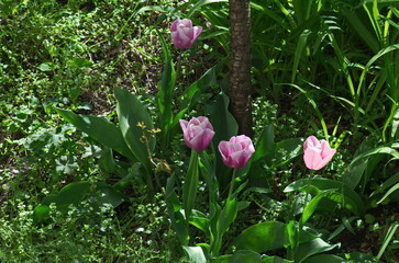 View of a beautiful corner of a garden with blooming pink tulips, Sofia, Bulgaria 