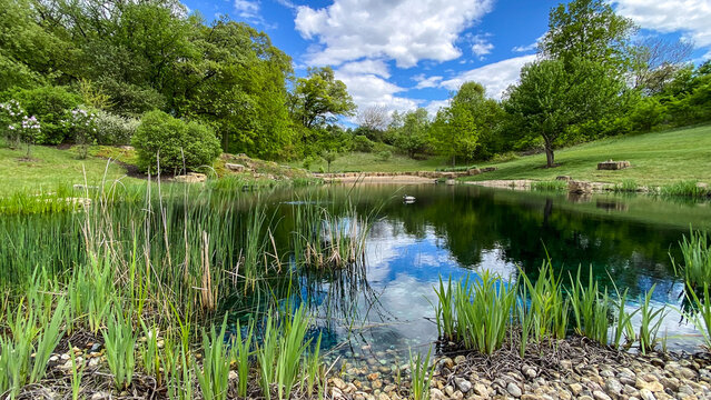 Countryside Pond with Reflections in the Spring