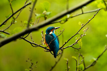 blue bird on a branch - kingfisher