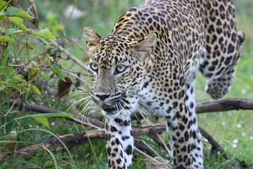 close up of a leopard