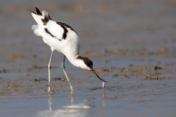 Pied Avocet