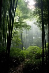 Lush green bamboo forest with misty atmosphere