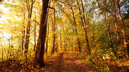Autumn forest path. Autumn forest in the sunny day.