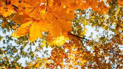 Autumn forest path. Autumn forest in the sunny day.