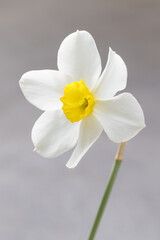 White narcissus with a yellow center. Narcissus head. Close-up. Light grey background	