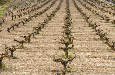 Rows of pruned bare grape vines. Vineyard