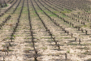 Rows of pruned bare grape vines. Vineyard