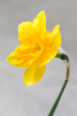Flower. Yellow narcissus. Narcissus head. Six petals. Close-up. Light grey background	