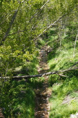 Stream in the forest