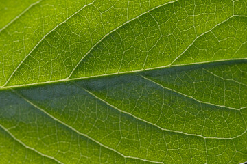 Green leaf texture macro close up. Natural background for graphic design.