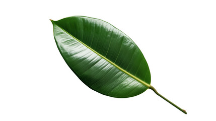Obraz premium A rubber plant leaf in a minimalist style, isolated on transparent background