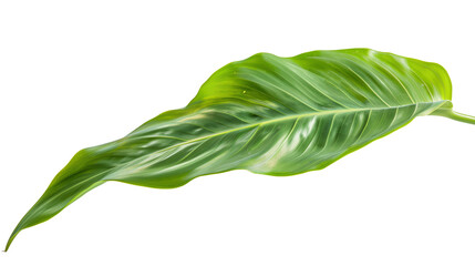 Obraz premium A delicate Heliconia leaf with its characteristic elongated shape, isolated on transparent background