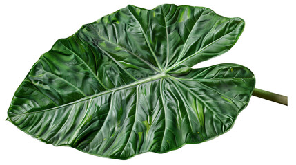 Obraz premium A large Alocasia leaf with broad veins, isolated on transparent background