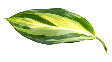 Obraz premium A Dracaena leaf with a variegated pattern, isolated on transparent background
