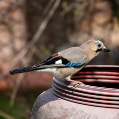 ghiandaia
Garrulus
Glandarius
uccelli
avifauna