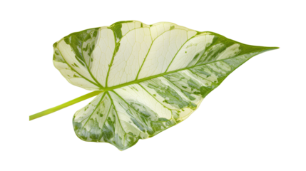 A Syngonium leaf with a delicate, arrowhead shape, isolated on transparent background