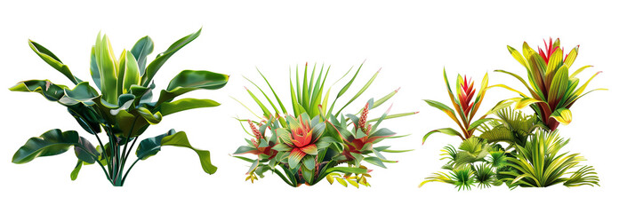 set of scenes of bromeliads with palm fronds, isolated on transparent background