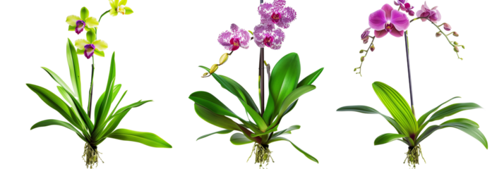 set of displays of orchids with ti plant leaves, isolated on transparent background