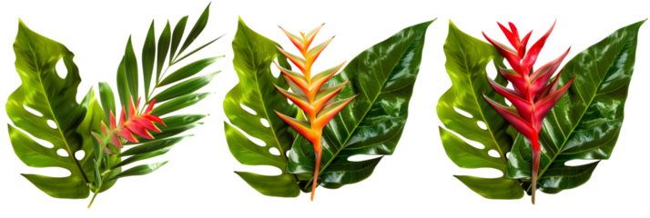 set of mixes of heliconia with palm leaves, isolated on transparent background