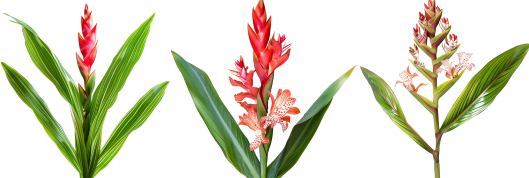 set of combinations of ginger flowers with palm fronds, isolated on transparent background