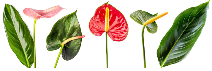 set of arrangements of anthuriums with banana leaves and ti plant leaves, isolated on transparent background