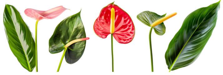 set of arrangements of anthuriums with banana leaves and ti plant leaves, isolated on transparent background