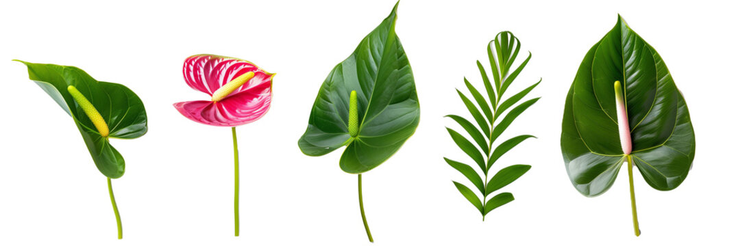 set of arrangements of anthuriums with banana leaves and ti plant leaves, isolated on transparent background