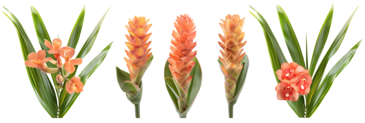 set of settings of ginger flowers with ti plant leaves and palm fronds, isolated on transparent background