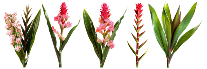 set of settings of ginger flowers with ti plant leaves and palm fronds, isolated on transparent background