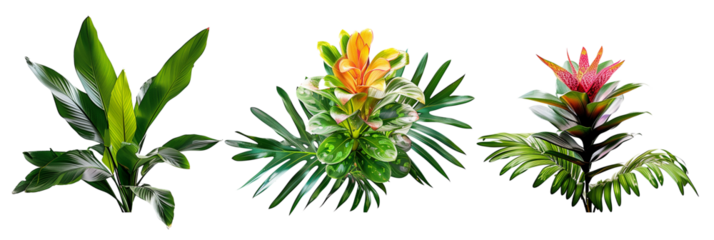 set of combinations of bromeliads with philodendron leaves and palm fronds, isolated on transparent background