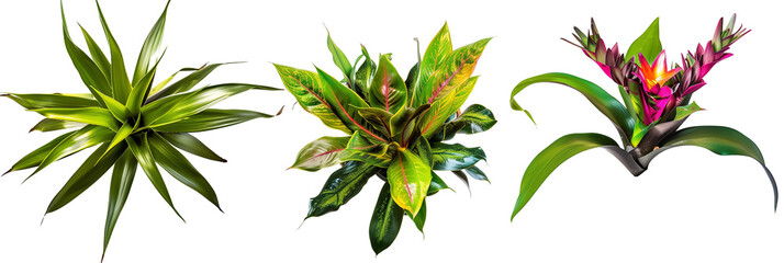 set of combinations of bromeliads with philodendron leaves and palm fronds, isolated on transparent background