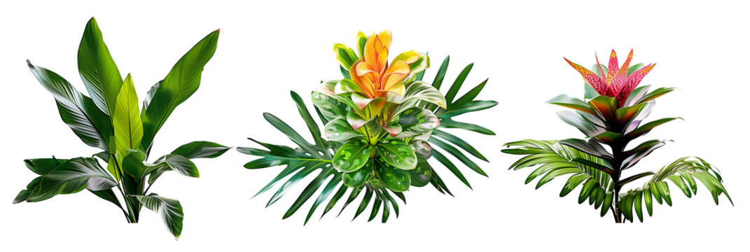 set of combinations of bromeliads with philodendron leaves and palm fronds, isolated on transparent background