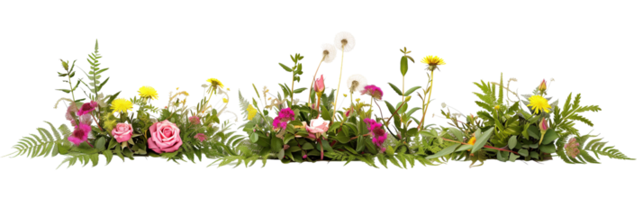 set of displays of wild roses and dandelions with ferns and grasses, isolated on transparent background