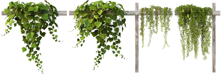 set of  hanging creepers draping over a wooden fence, isolated on transparent background