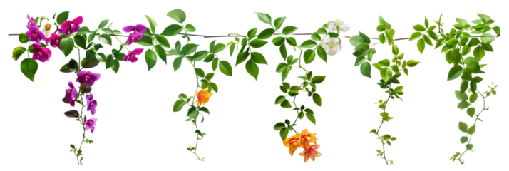 set of types of flowering creepers with blooms of various colors, isolated on transparent background
