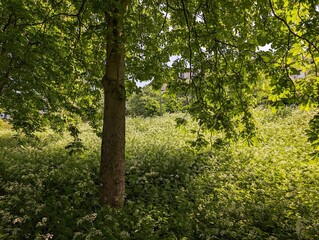 A sunny spring day with Cow Parsley flowering under a Horse Chestnut tree