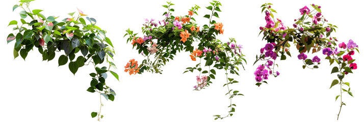 set of types of flowering creepers with blooms of various colors, isolated on transparent background