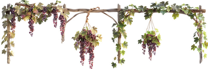 set of Mediterranean vine creepers, adorned with small grapes, hanging from rustic trellises,...