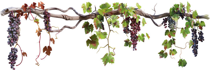 Naklejka premium set of Mediterranean vine creepers, adorned with small grapes, hanging from rustic trellises, isolated on transparent background