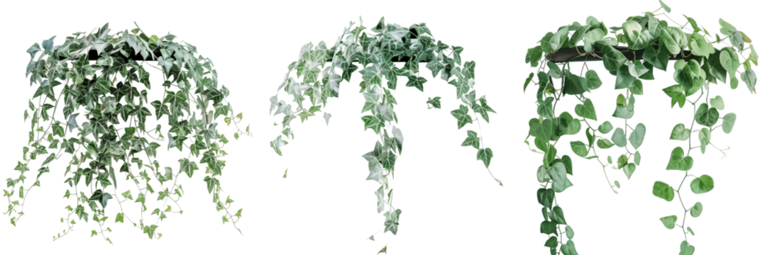 set of creeper vines with silver foliage, adding a unique contrast to green gardens, isolated on transparent background