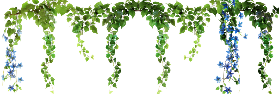set of hanging creepers with tiny blue flowers, ideal for decorating garden arches, isolated on transparent background