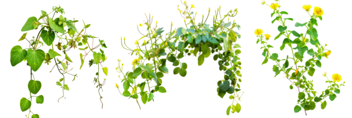 set of creeper plants with small yellow flowers, thriving along riverside areas, isolated on transparent background