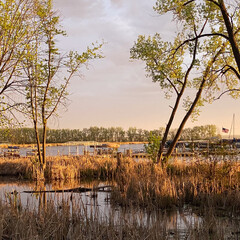 Marsh at Golden Hour in the Spring