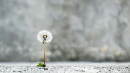 Lone dandelion on gray background bokeh effect